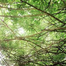 Nhạc Sống Hà Tây Trữ Tình Thôn Quê Nghe Hoài Không Chán